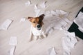 Bad dog shred important documents. Dog in torn pieces of papers Royalty Free Stock Photo