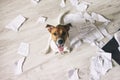 Bad Dog Sitting In Torn Pieces of Documents on the Floor and looking up on his owner