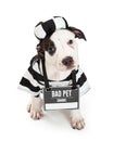 Bad Dog Wearing Criminal Halloween Costume Royalty Free Stock Photo