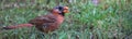 Bad Hair Day Male Cardinal Royalty Free Stock Photo