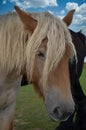 Bad hair-day, portrait of horse Royalty Free Stock Photo