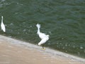 Bad Hair Day for Young Egrets Royalty Free Stock Photo