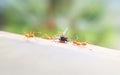 Bad luck fly or fly house sacrifice by ant team, looser flyhouse encircle and dead, creature and foodchain fly or flyhouse and