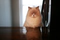 Bad mood creamy persian cat Royalty Free Stock Photo