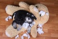 Bad naughty schnauzer dog destroyed plush toy Royalty Free Stock Photo