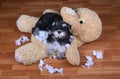 Bad naughty schnauzer dog destroyed plush toy Royalty Free Stock Photo
