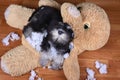 Bad naughty schnauzer dog destroyed plush toy