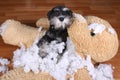 Bad naughty schnauzer dog destroyed plush toy Royalty Free Stock Photo