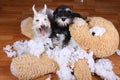 Bad naughty schnauzer dogs destroyed plush toy Royalty Free Stock Photo