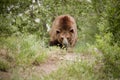 Bad News Grizzly Bear Looks Mean and Hungry Along Royalty Free Stock Photo