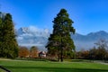 Huge Pine tree in Spa Gardens in front of Swiss Alps, Bad Ragaz, Switzerland Royalty Free Stock Photo