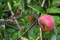 Bad rotten decay blemish fungus peach tree branch twig Royalty Free Stock Photo