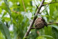 Bad rotten decay mold fungus peach tree branch twig