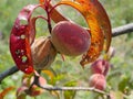 Bad rotten peach inflicting rotten to other peaches Royalty Free Stock Photo