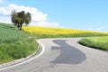 bad s-curve of a country road through yellow fields Royalty Free Stock Photo