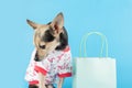 bad shopping, sad dog turned away from shopping bag Royalty Free Stock Photo