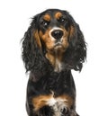 Bad-tempered English Cocker Spaniel Royalty Free Stock Photo