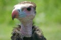 Bad tempered vulture Royalty Free Stock Photo