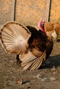 Bad turkey ruffling feathers in the yard. Royalty Free Stock Photo