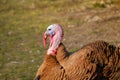 Bad turkey ruffling feathers in the yard. Royalty Free Stock Photo