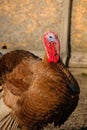 Bad turkey ruffling feathers in the yard. Royalty Free Stock Photo