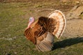 Bad turkey ruffling feathers in the yard. Royalty Free Stock Photo