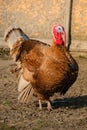 Bad turkey ruffling feathers in the yard. Royalty Free Stock Photo