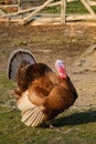 Bad turkey ruffling feathers in the yard. Royalty Free Stock Photo