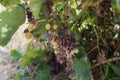 Bad unhealthy wine grape dry frozen frost drought ill virus