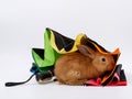 bad weather rain rabbit under an umbrella on a white background