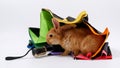 bad weather rain rabbit under an umbrella on a white background