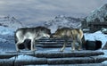 Two growling wolves. 3D Illustration