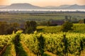 The Badacsony mountain with Lake Balaton and a vineyard in the f