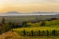 The Badacsony mountain with Lake Balaton and a vineyard in sunset colors in Hungary