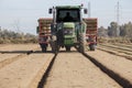 Tractor with tomato transplanter machine inserting seedlings on