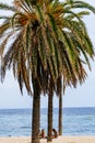 Badalona, Spain - August 10, 2020. Two young women on the beach under palm trees. Social distancing concept