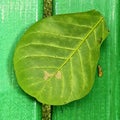 Badam Leaf resting on the cut wood
