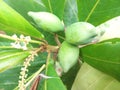 Badam Tree, Indian Almond Tree