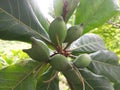 Badam Tree, Indian Almond Tree