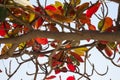 badam tree and raw green fruit , Indian almond, Olive bark tree, Sea almond, Tropical Almond, Umbrella Tree