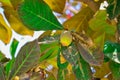 badam tree and raw green fruit , Indian almond, Olive bark tree, Sea almond, Tropical Almond, Umbrella Tree