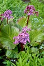 Badan thick-leaved Bergenia crassifolia L. Fritsch. Flowering plant