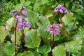 Badan thick-leaved Bergenia crassifolia L. Fritsch. Inflorescences and leaves in spring