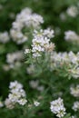 Prostrate Canary clover Lotus dorycnium, white flowering plant