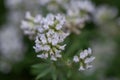 Prostrate Canary clover Lotus dorycnium, white flowers