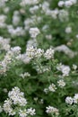 Prostrate Canary clover Lotus dorycnium, white flowering plants