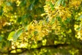 Baden-WÃÂ¼rttemberg\'s Autumn Splendor: Close-Up of Hornbeam, Seeds, and Leaves Amidst the Forest