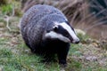 Badger ambling along