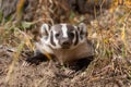 Badger Close up in Autumn in Wyoming