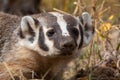 Badger Close up in Fall in Wyoming